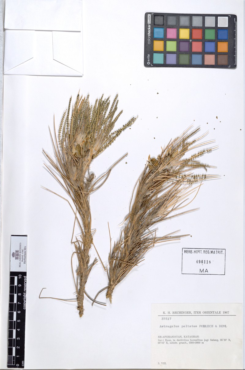 Astragalus peltatus