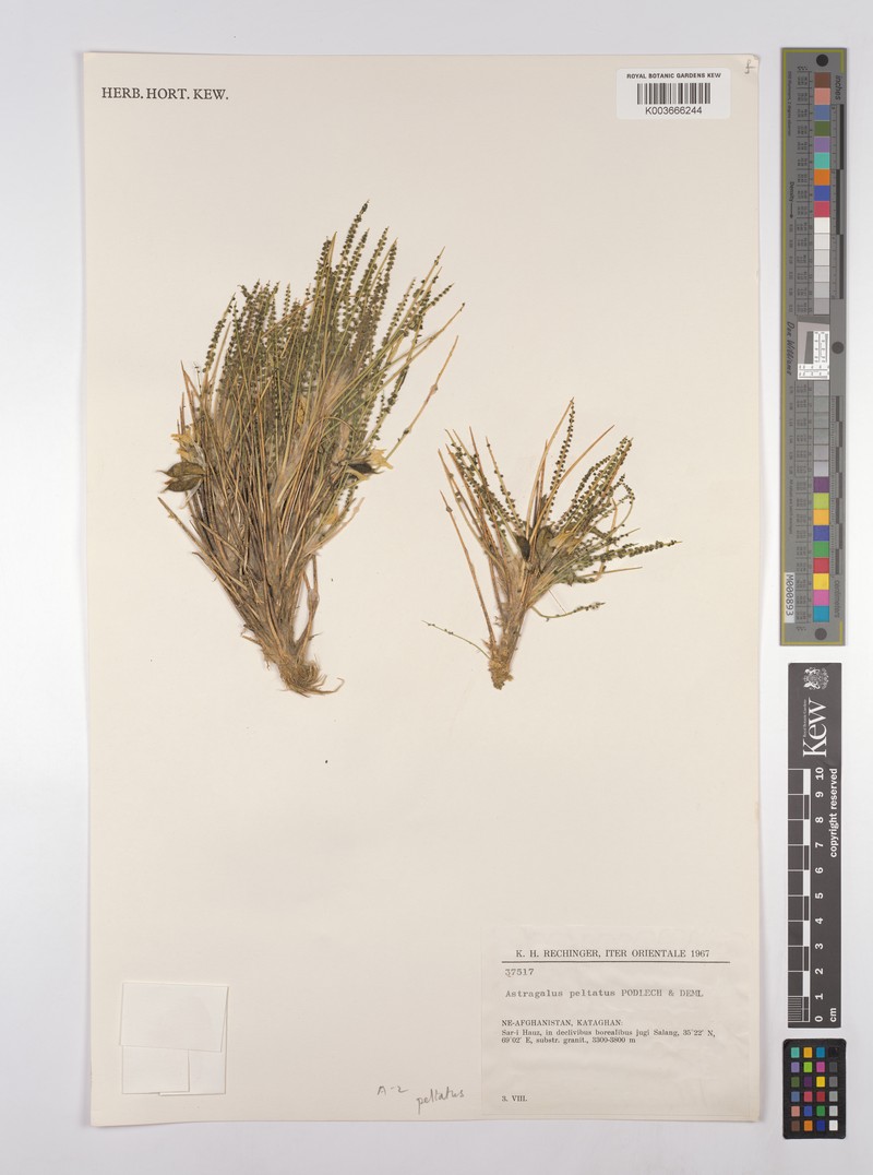 Astragalus peltatus photo 2
