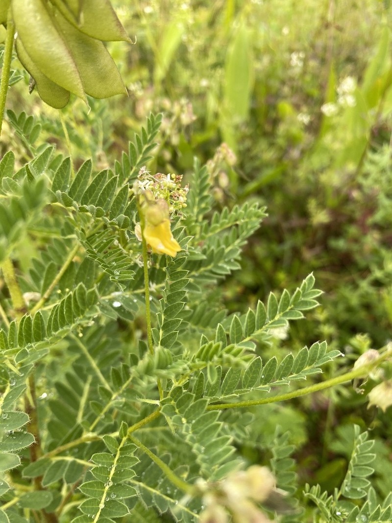 Astragalus penduliflorus photo 3