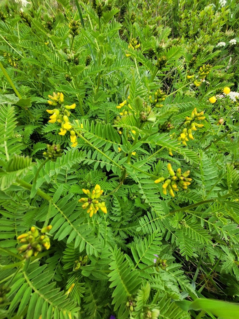Astragalus penduliflorus photo 4