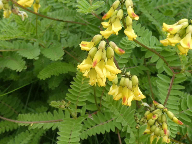 Astragalus penduliflorus photo 5