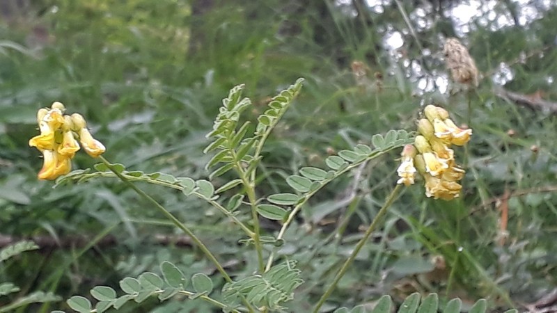 Astragalus penduliflorus photo 6