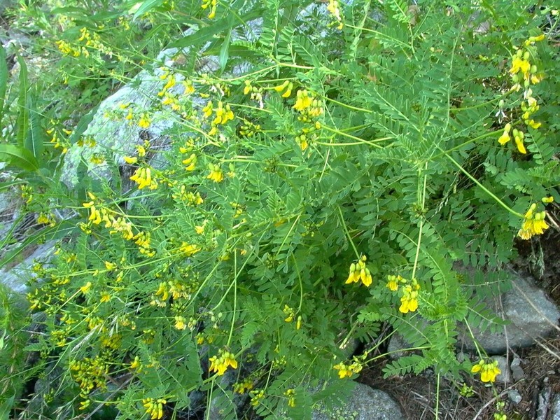 Astragalus penduliflorus photo 7