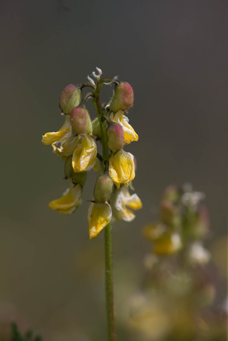 Astragalus penduliflorus photo 8