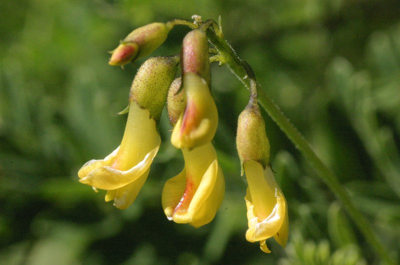 Astragalus penduliflorus photo 2