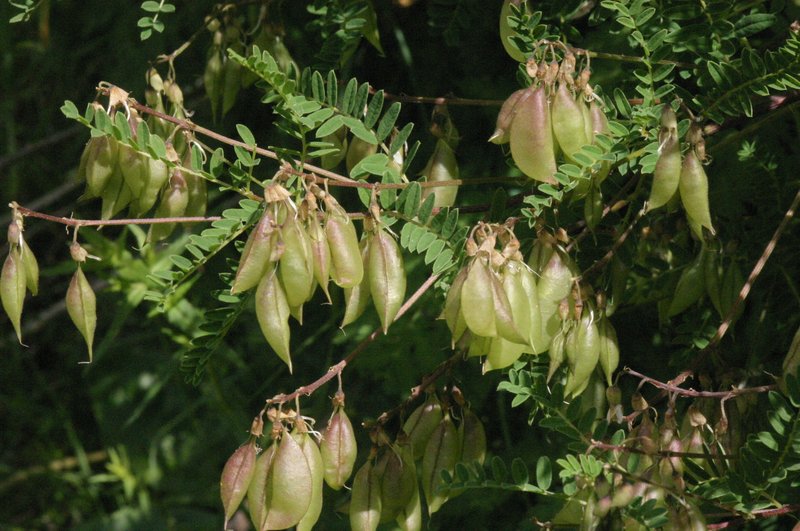 Astragalus penduliflorus