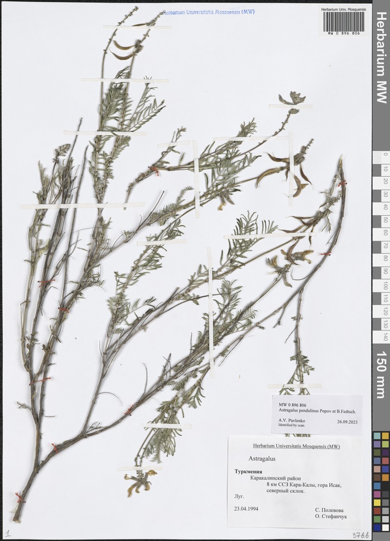 Astragalus pendulinus