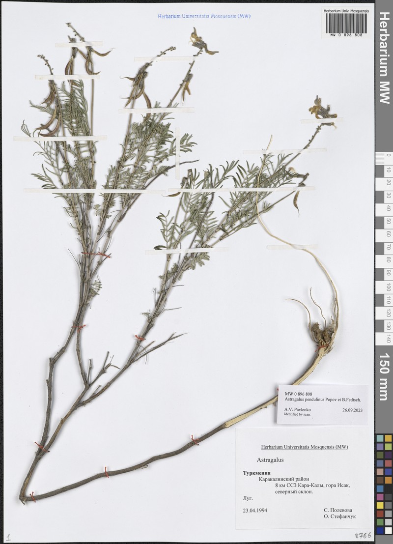 Astragalus pendulinus photo 2