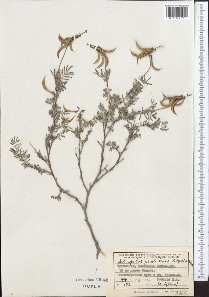 Astragalus pendulinus photo 3