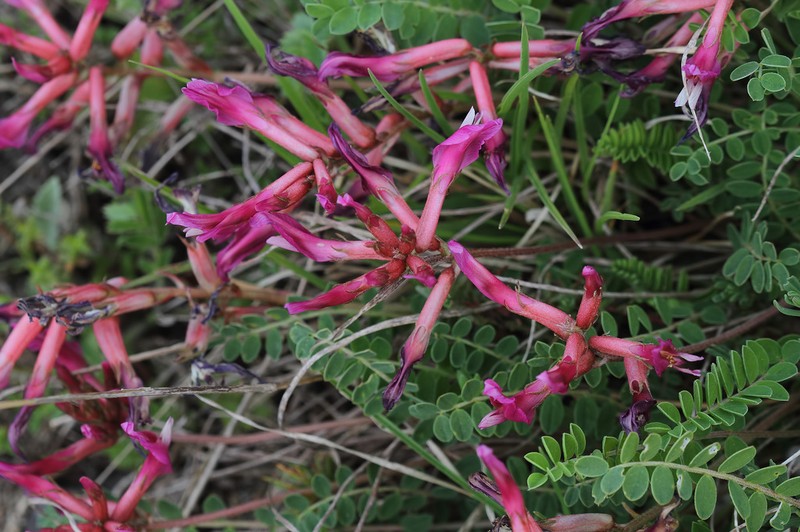 Astragalus pendulus