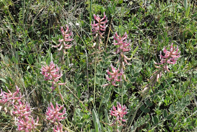 Astragalus pendulus photo 2