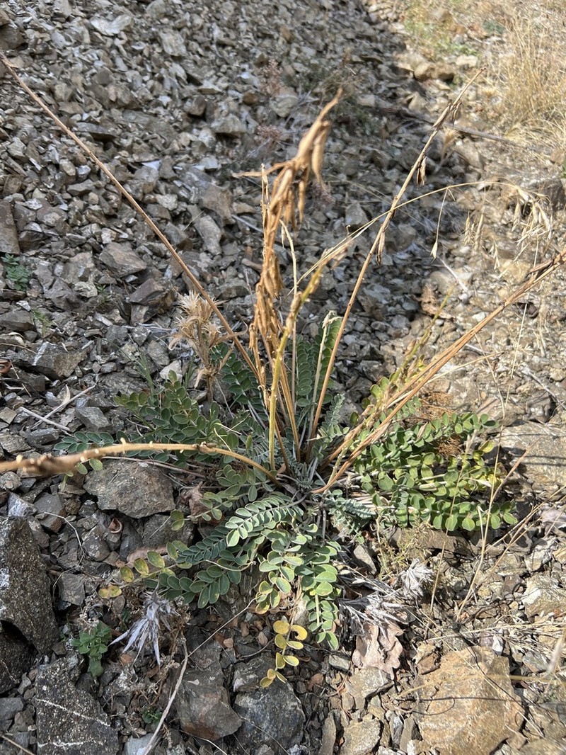 Astragalus pendulus photo 3