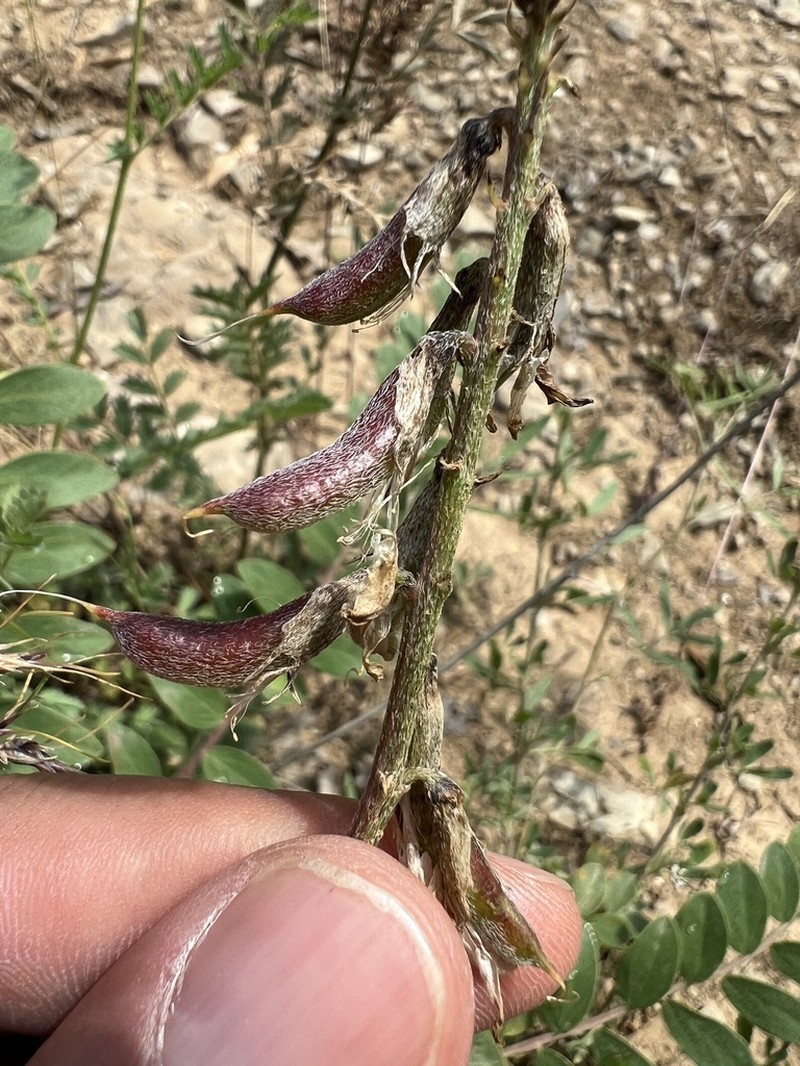 Astragalus pendulus photo 4