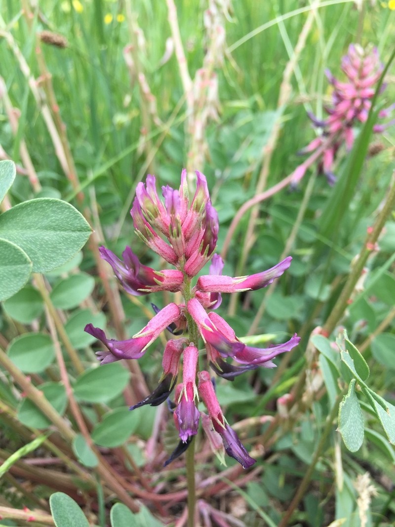 Astragalus pendulus photo 5
