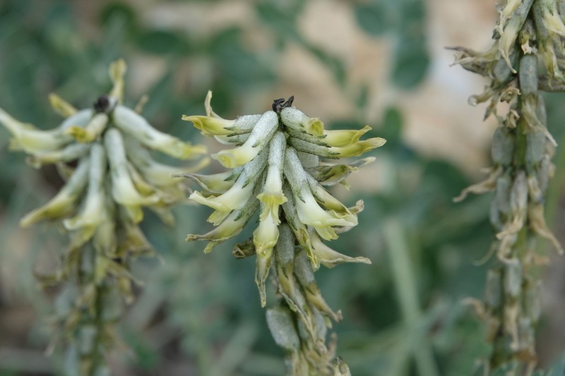 Astragalus pendulus photo 6