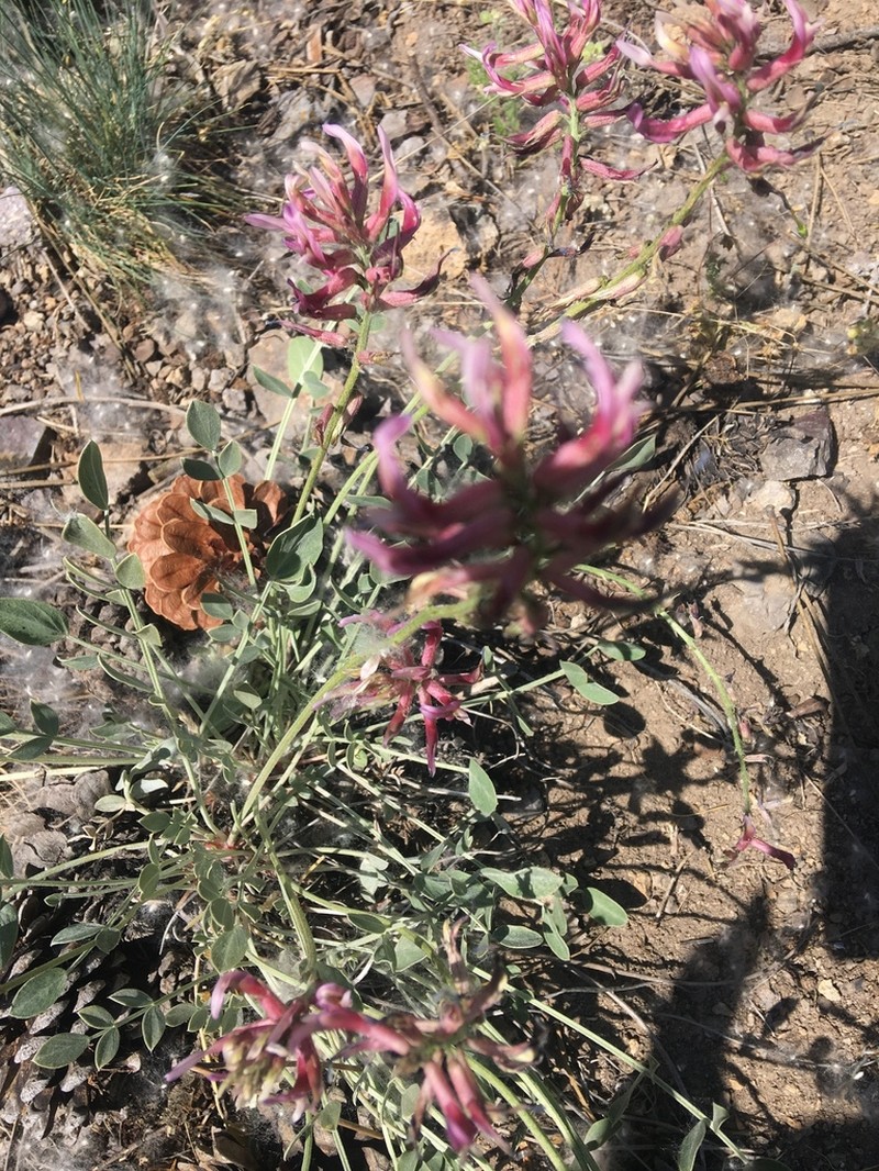 Astragalus pendulus photo 7