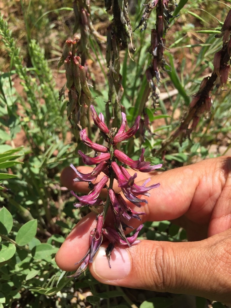 Astragalus pendulus photo 8