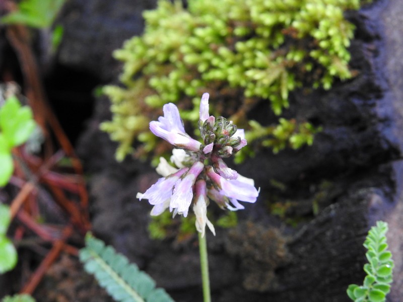 Astragalus pennellianus