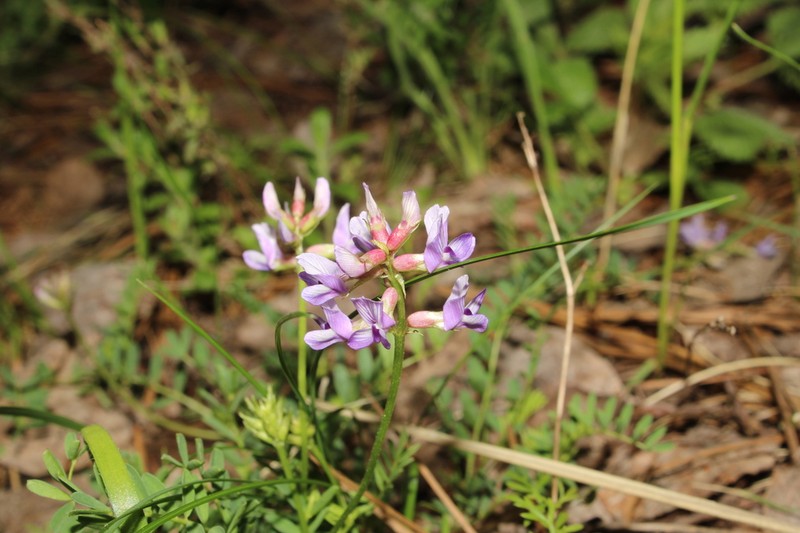 Astragalus pennellianus photo 2