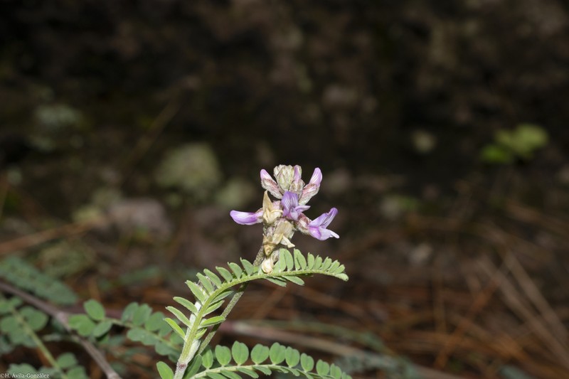 Astragalus pennellianus photo 3