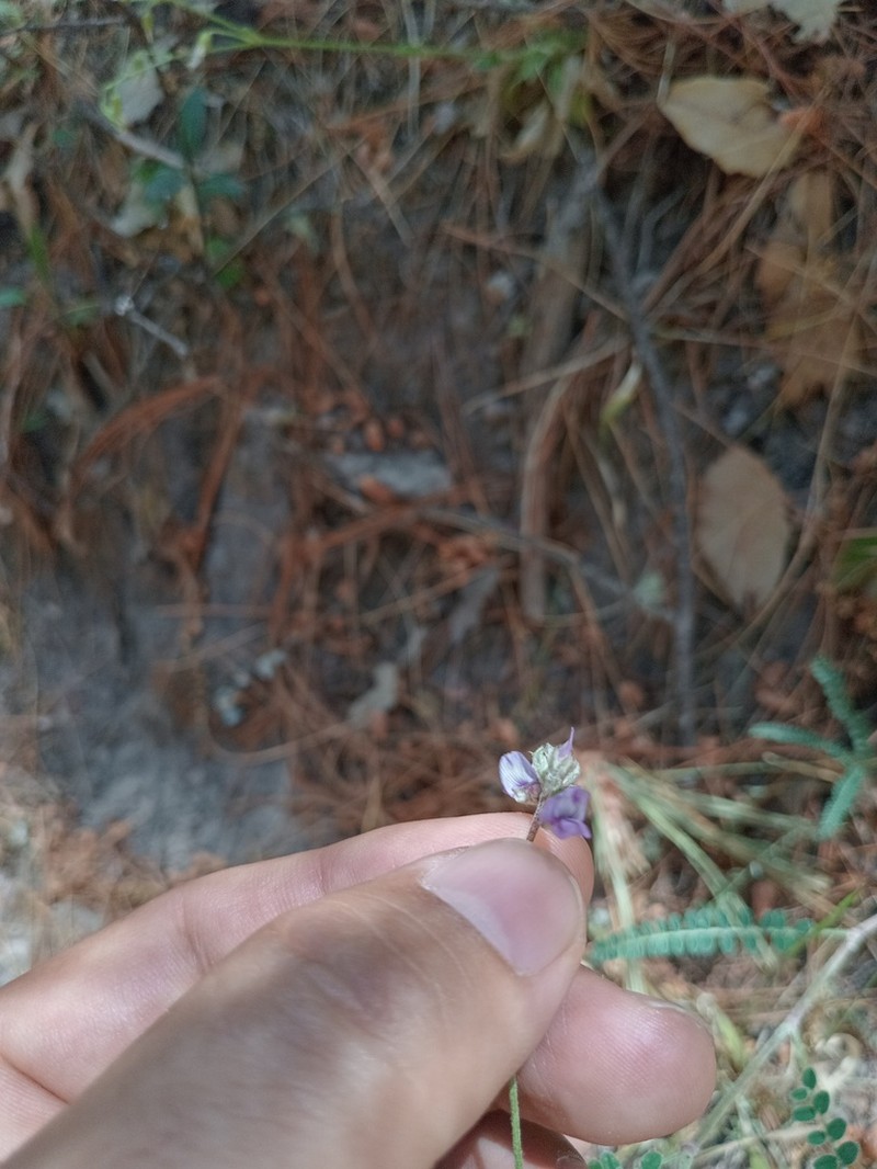 Astragalus pennellianus photo 4