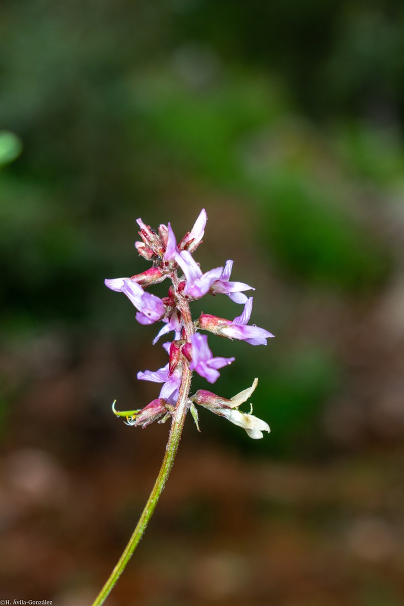 Astragalus pennellianus photo 5