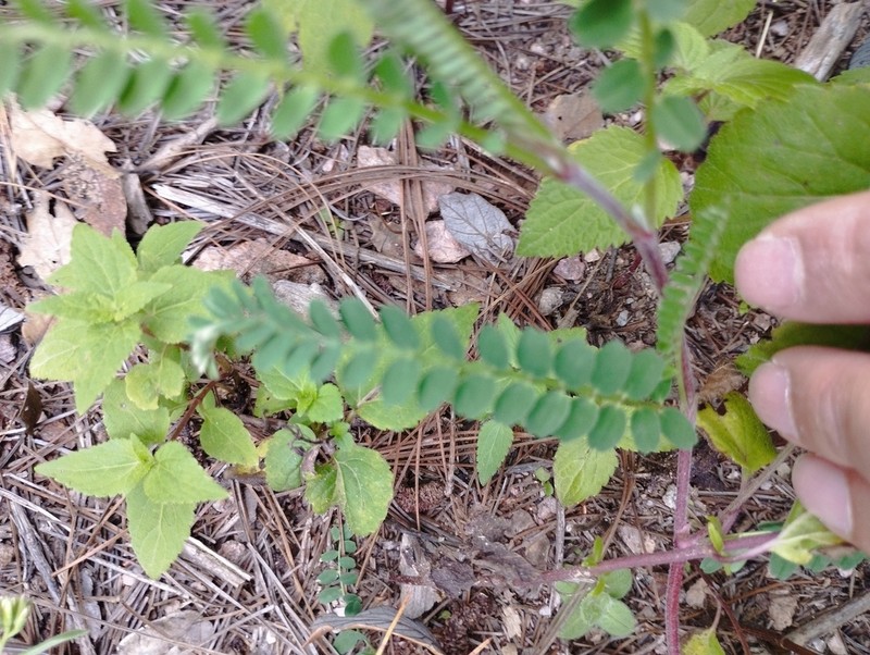 Astragalus pennellianus photo 6