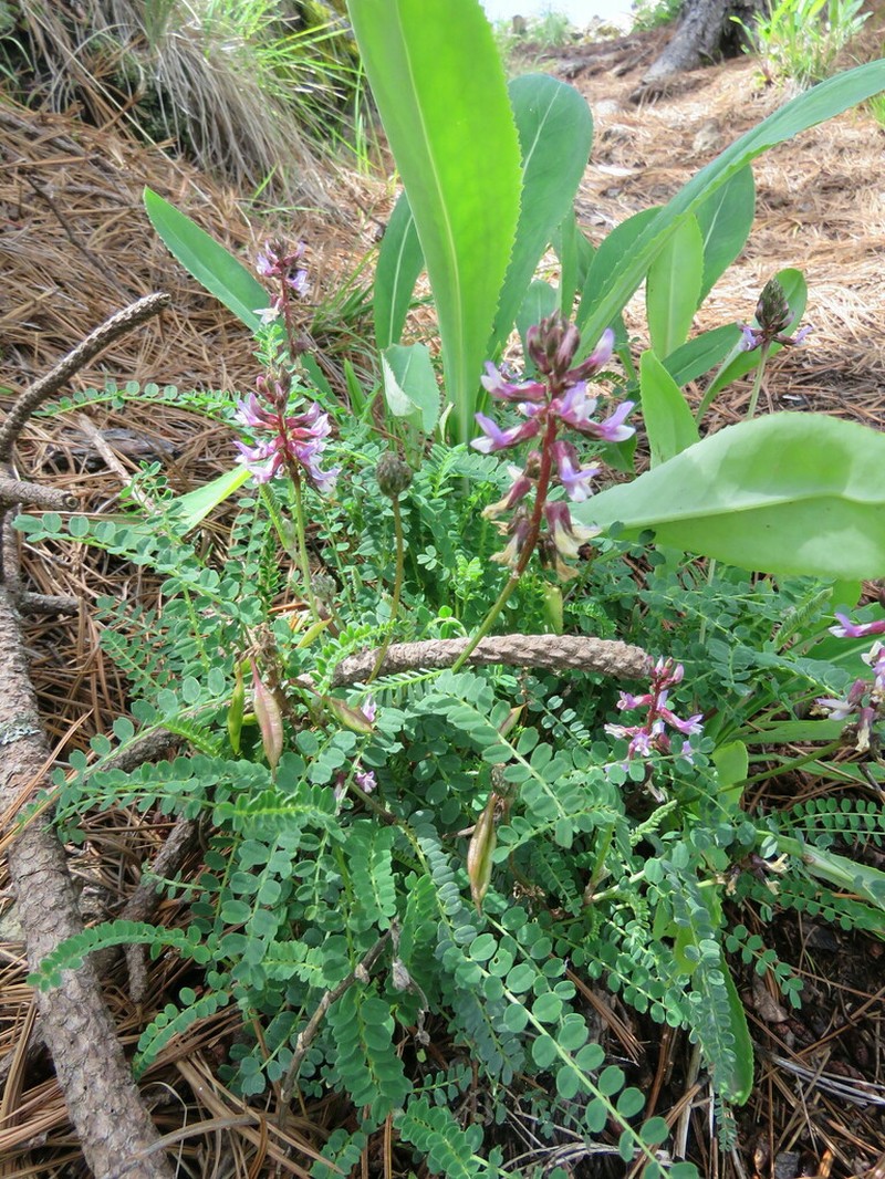 Astragalus pennellianus photo 7