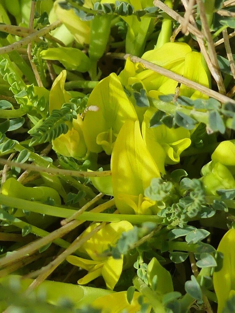 Astragalus perdurans