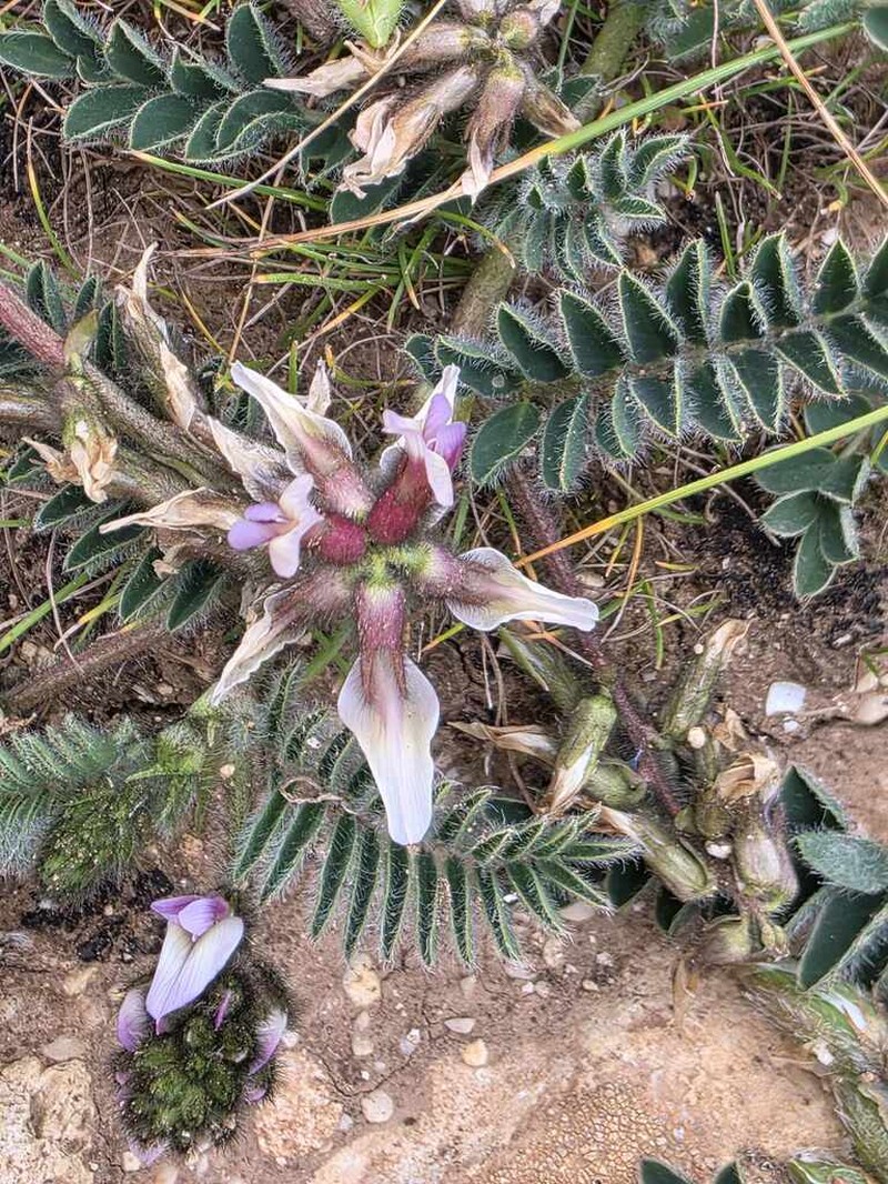Astragalus peregrinus