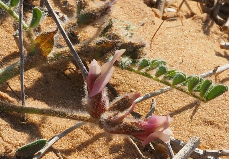 Astragalus peregrinus photo 2