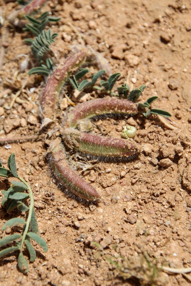 Astragalus peregrinus photo 3