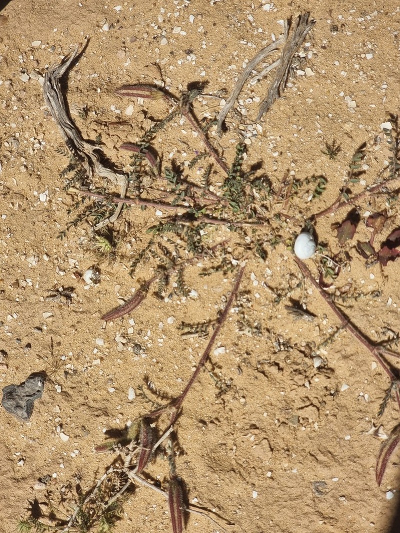 Astragalus peregrinus photo 4