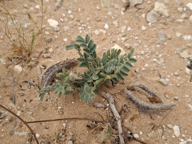 Astragalus peregrinus photo 5