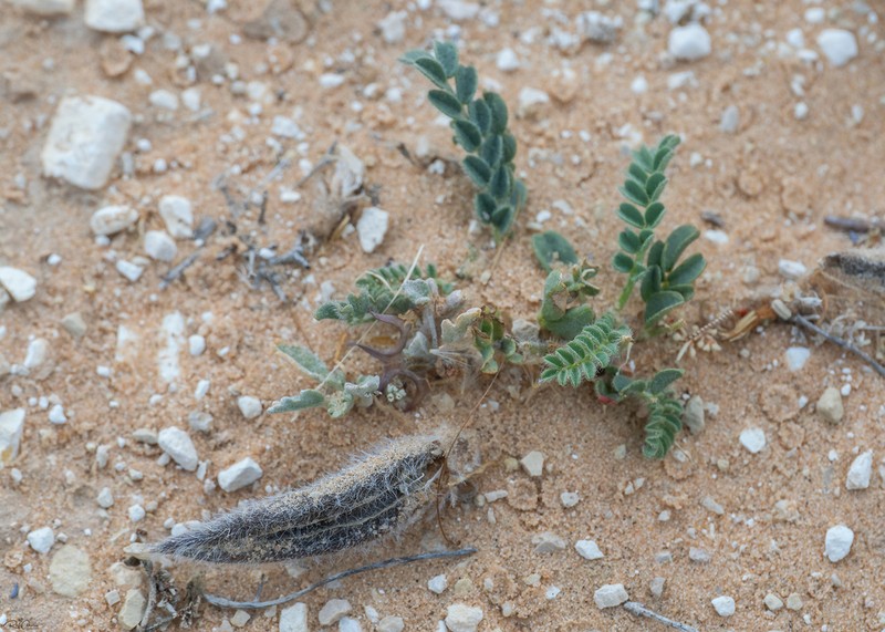 Astragalus peregrinus photo 6