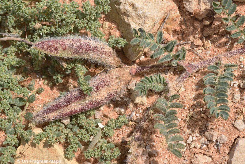 Astragalus peregrinus photo 7