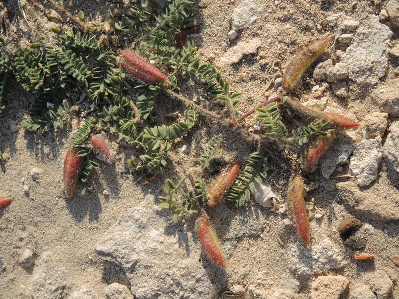 Astragalus peregrinus photo 8