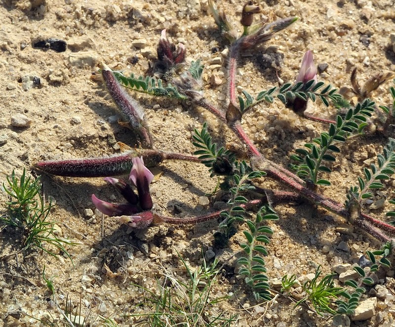 Astragalus peregrinus subsp. peregrinus