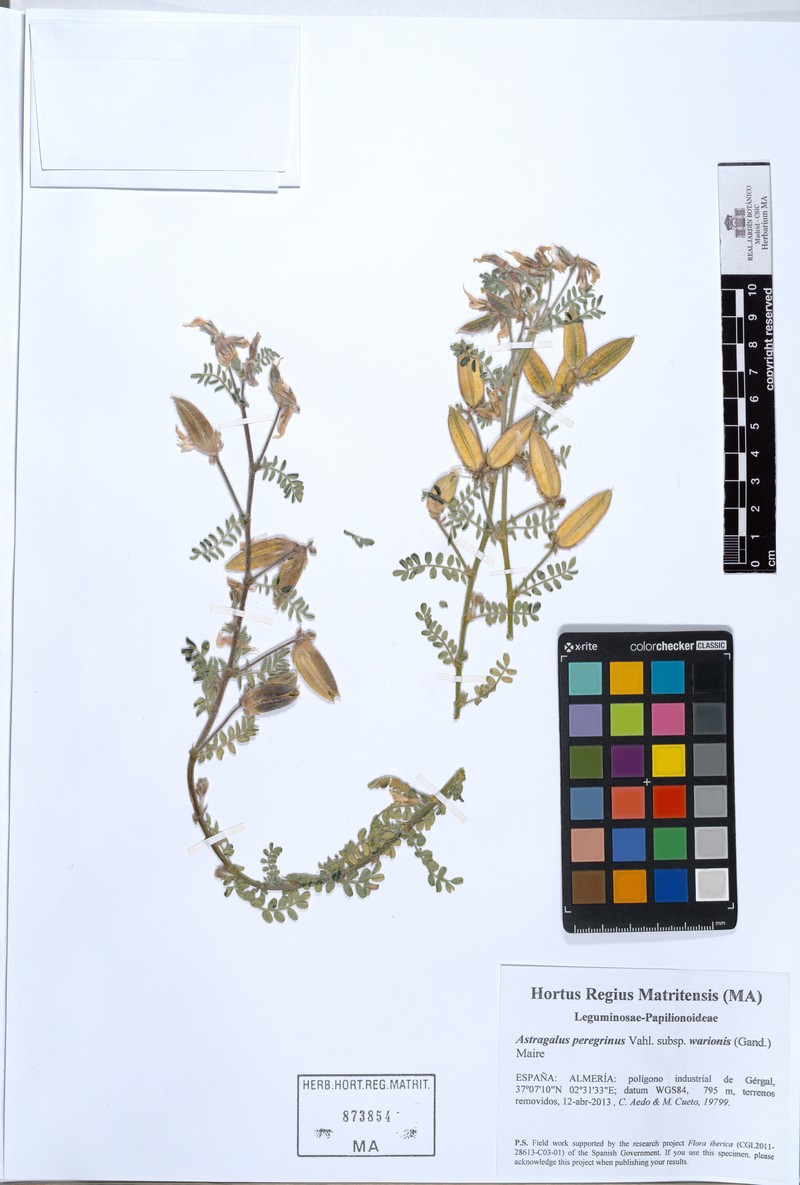 Astragalus peregrinus subsp. warionis