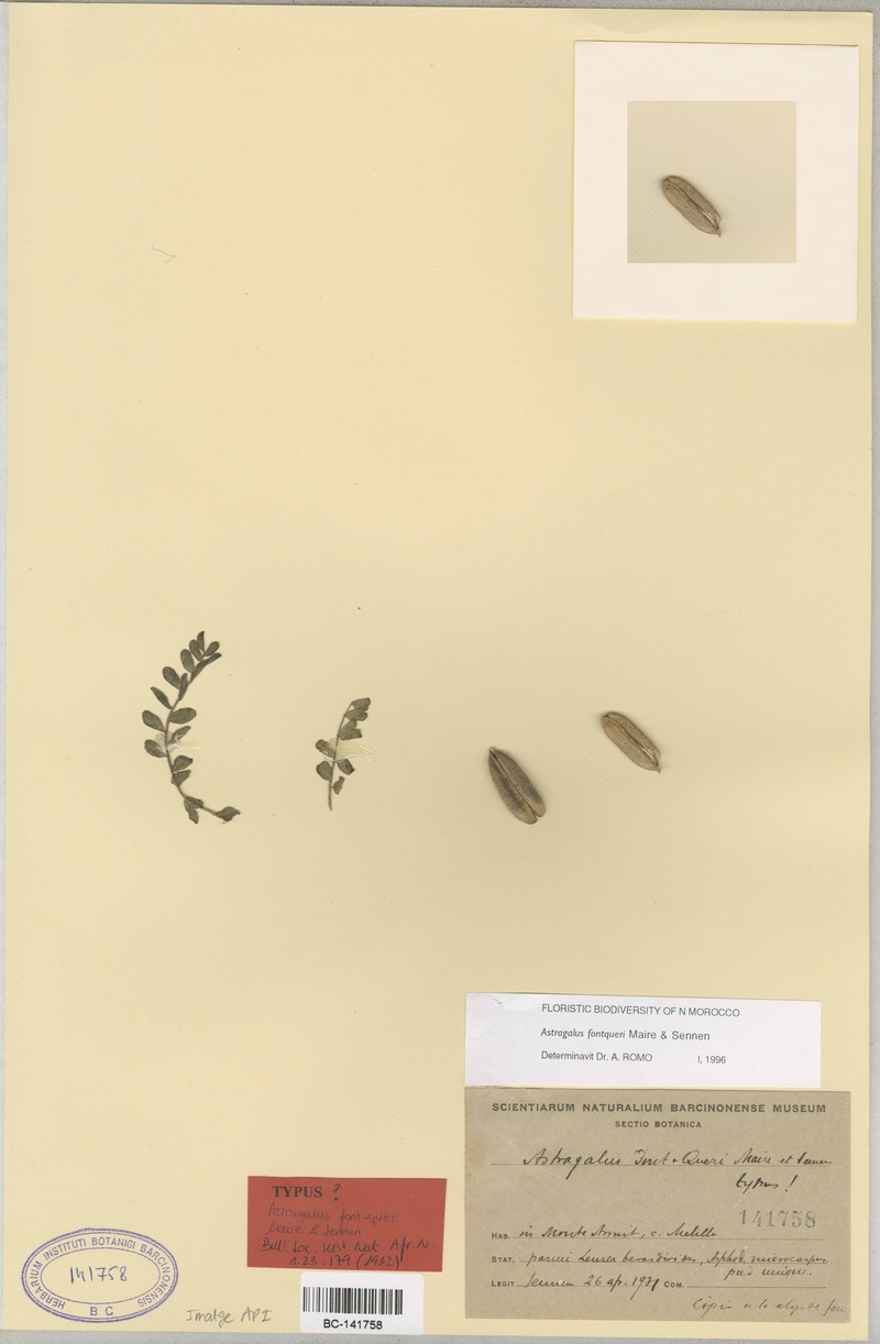 Astragalus peregrinus subsp. warionis photo 2