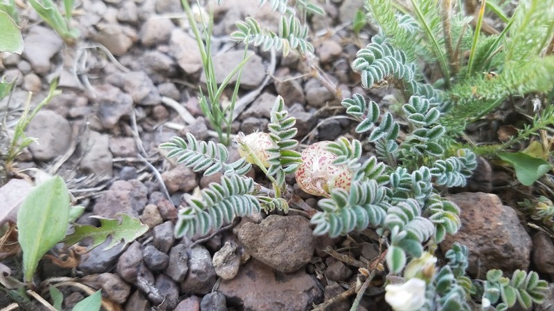 Rydberg's Milkvetch