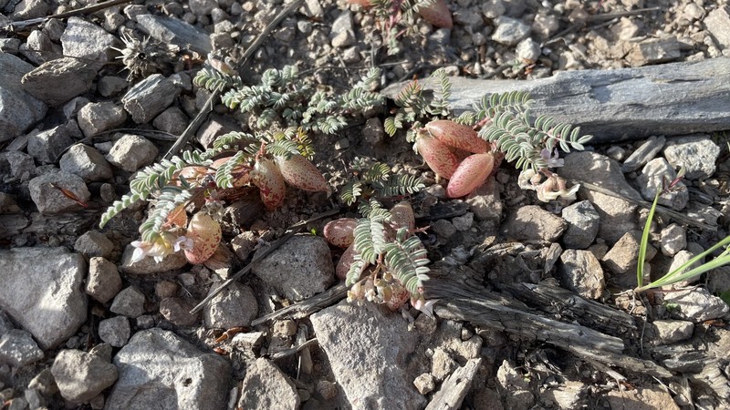 Rydberg's Milkvetch photo 3