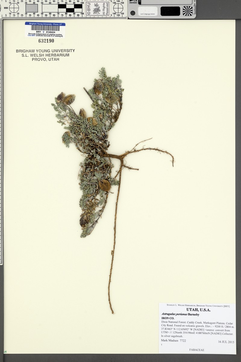 Rydberg's Milkvetch photo 5