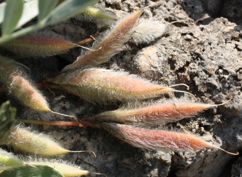 Astragalus permiensis photo 2