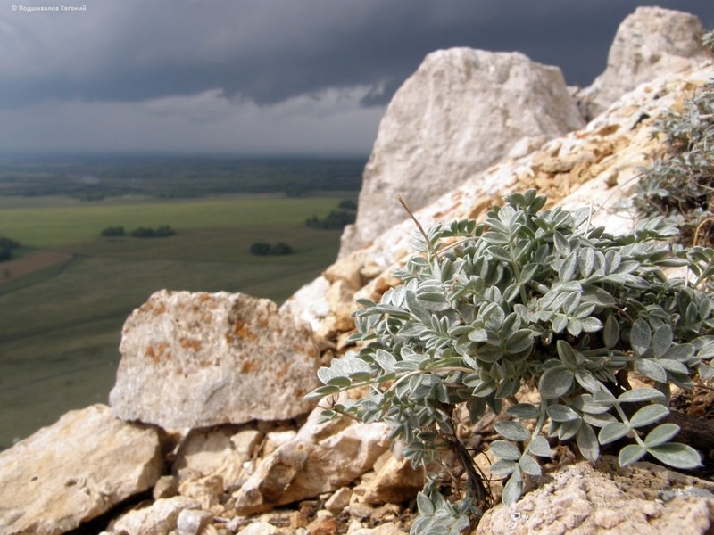 Astragalus permiensis photo 3