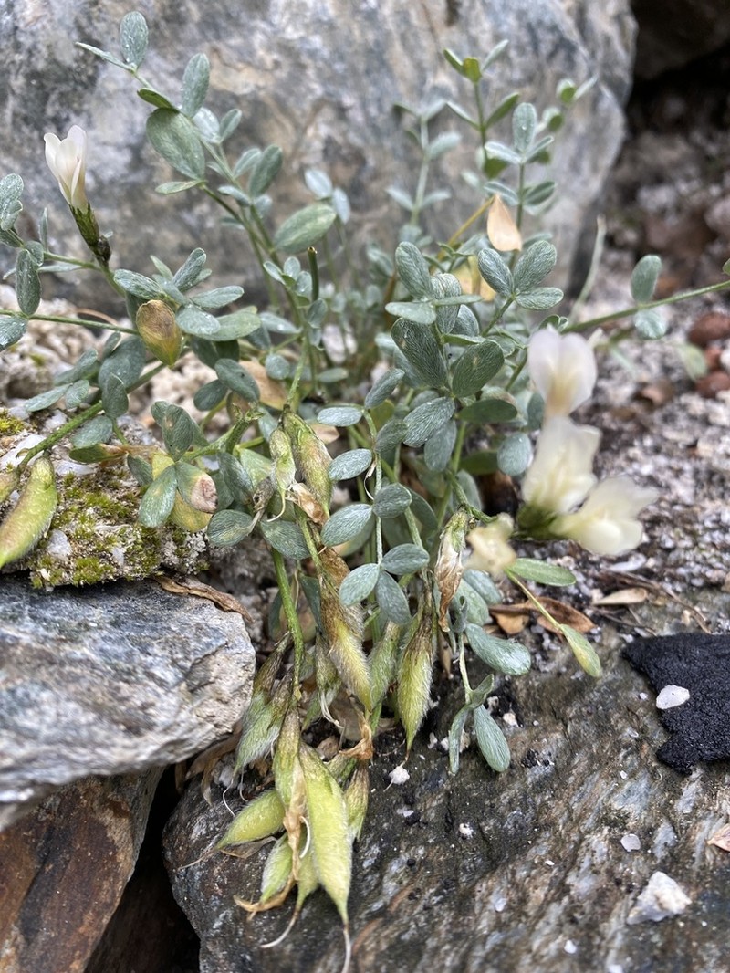 Astragalus permiensis photo 4