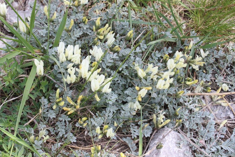 Astragalus permiensis photo 5