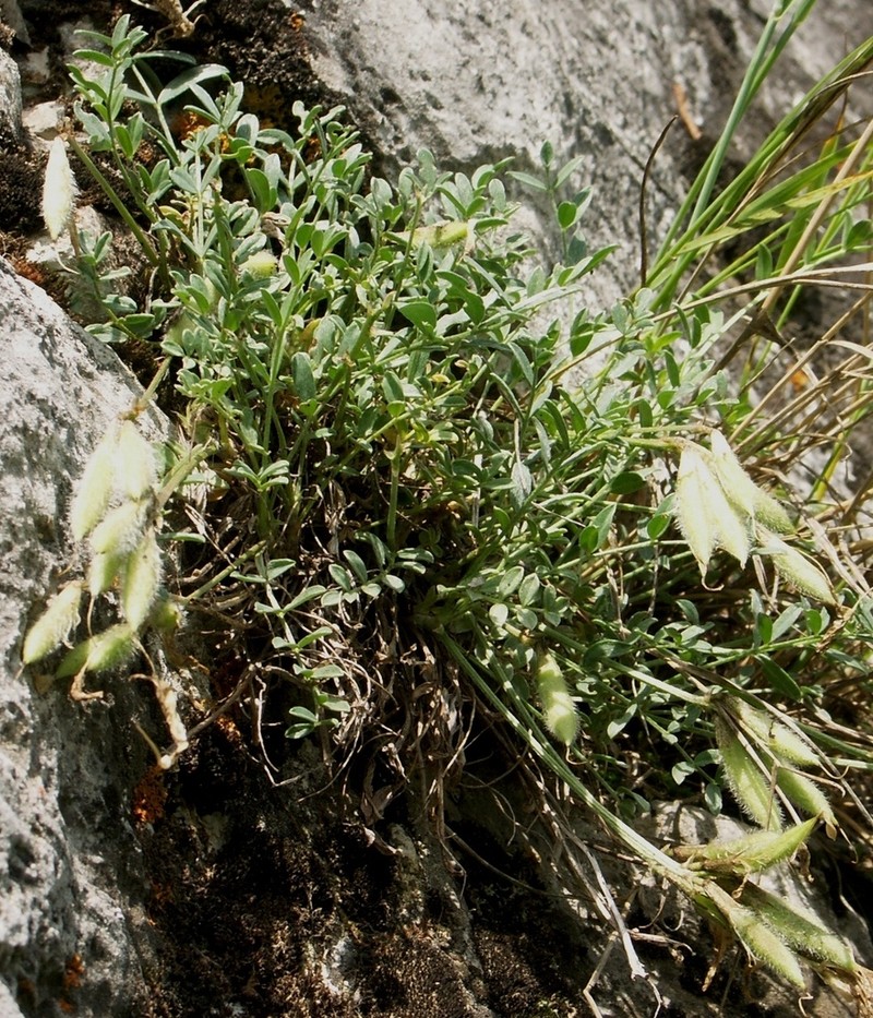 Astragalus permiensis photo 6