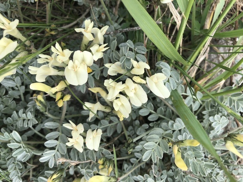 Astragalus permiensis photo 7