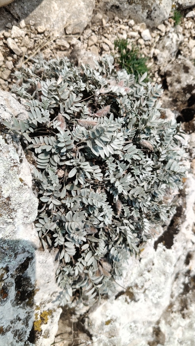 Astragalus permiensis photo 8